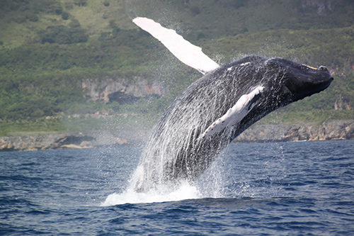 baleines las terrenas samana